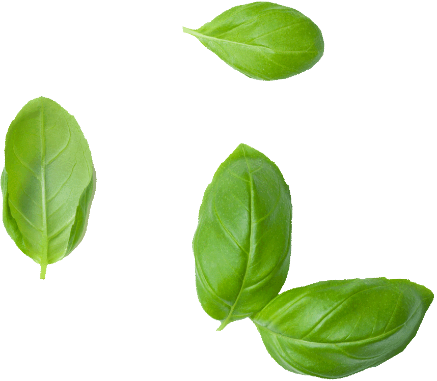 Basilikum Blätter